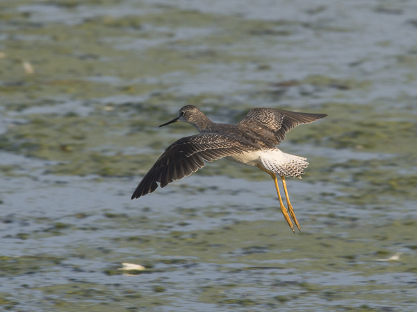 Keltajalkaviklo, Lesser Yellowlegs, Tringa flavipes