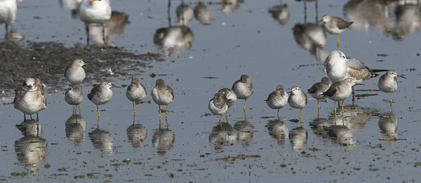 Keltajalkaviklo, Lesser Yellowlegs, Tringa flavipes