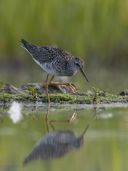 Keltajalkaviklo, Lesser Yellowlegs, Tringa flavipes