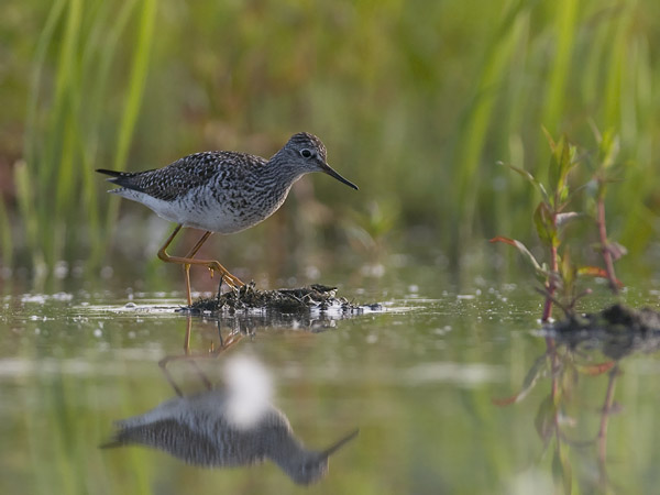 Keltajalkaviklo, Lesser Yellowlegs, Tringa flavipes