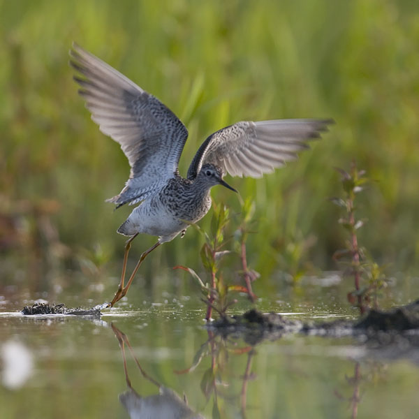 Keltajalkaviklo, Lesser Yellowlegs, Tringa flavipes
