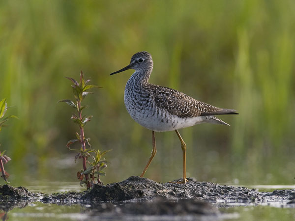 Keltajalkaviklo, Lesser Yellowlegs, Tringa flavipes