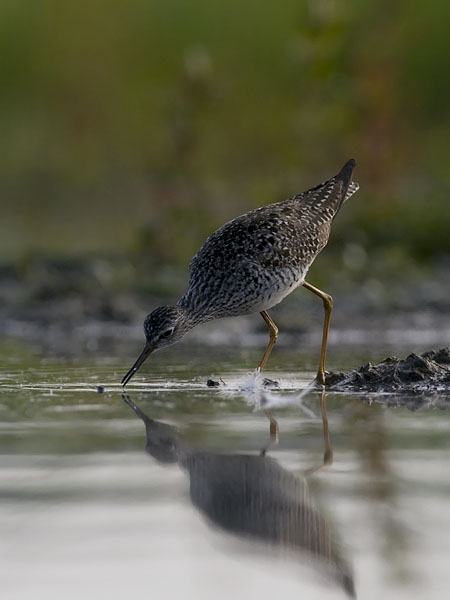 Keltajalkaviklo, Lesser Yellowlegs, Tringa flavipes