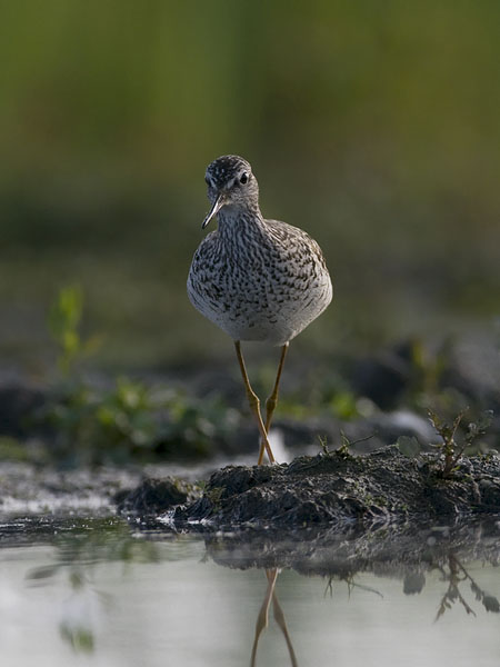 Keltajalkaviklo, Lesser Yellowlegs, Tringa flavipes