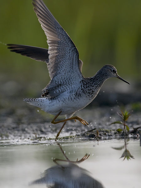 Keltajalkaviklo, Lesser Yellowlegs, Tringa flavipes