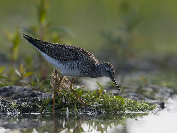 Keltajalkaviklo, Lesser Yellowlegs, Tringa flavipes