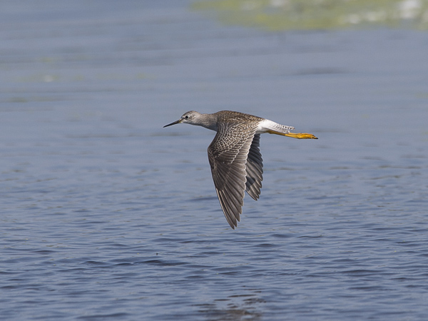 Keltajalkaviklo, Lesser Yellowlegs, Tringa flavipes