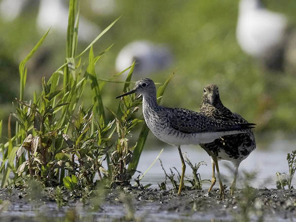 Keltajalkaviklo, Lesser Yellowlegs, Tringa flavipes