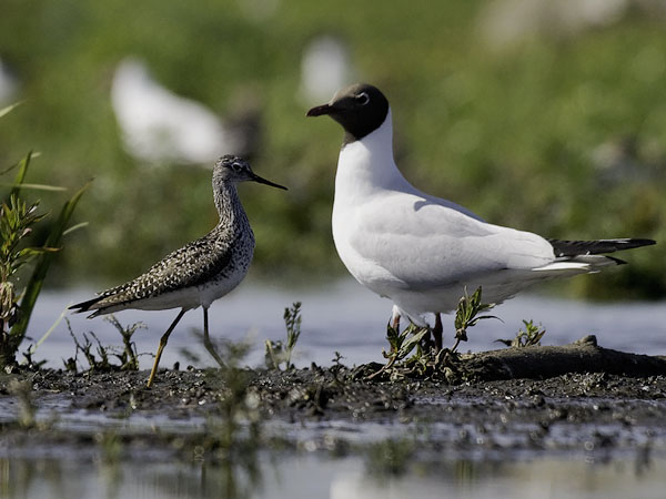 Keltajalkaviklo, Lesser Yellowlegs, Tringa flavipes