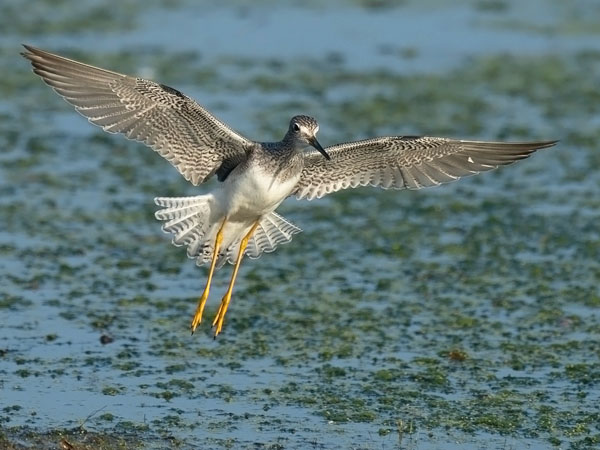 Keltajalkaviklo, Lesser Yellowlegs, Tringa flavipes