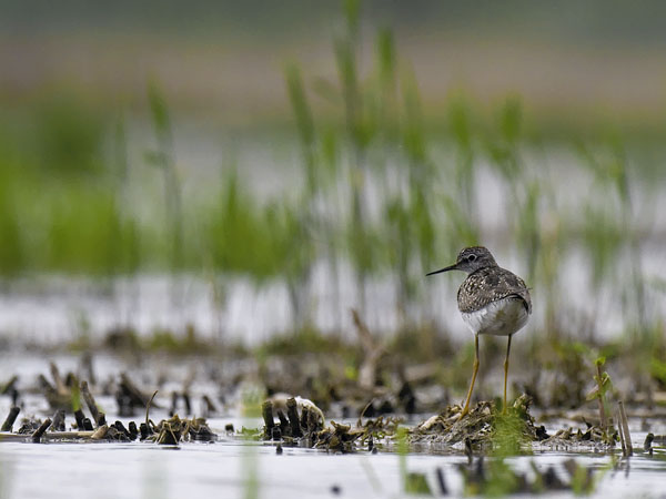 Keltajalkaviklo, Lesser Yellowlegs, Tringa flavipes