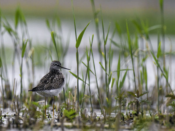 Keltajalkaviklo, Lesser Yellowlegs, Tringa flavipes