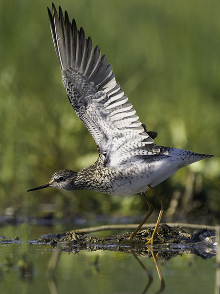 Keltajalkaviklo, Lesser Yellowlegs, Tringa flavipes