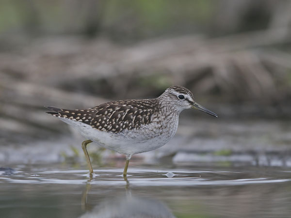 Liro, Wood Sandpiper, Tringa glareola