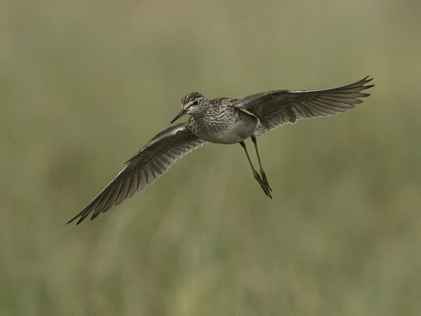 Liro, Wood Sandpiper, Tringa glareola