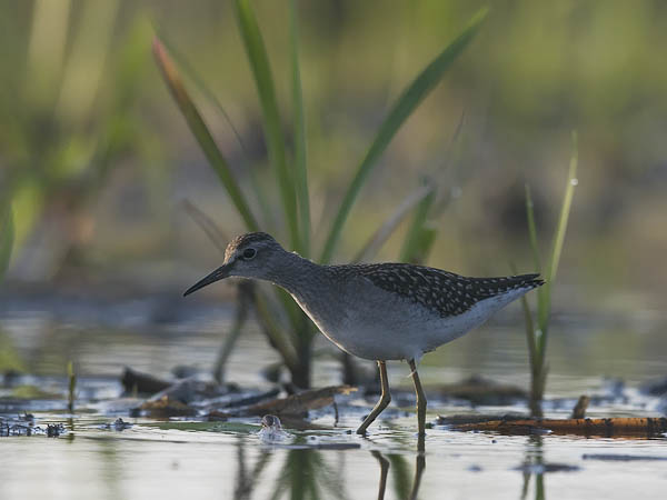 Liro, Wood Sandpiper, Tringa glareola