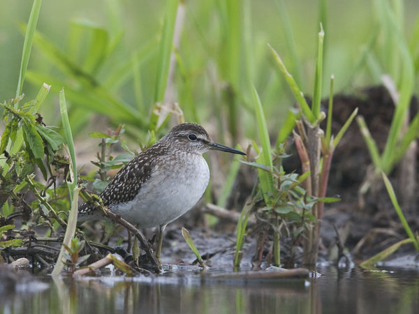 Liro, Wood Sandpiper, Tringa glareola