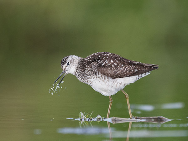 Liro, Wood Sandpiper, Tringa glareola