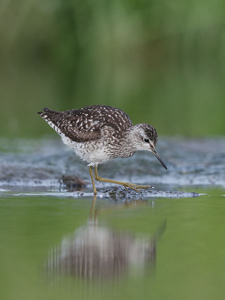 Liro, Wood Sandpiper, Tringa glareola