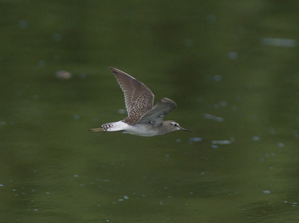Liro, Wood Sandpiper, Tringa glareola