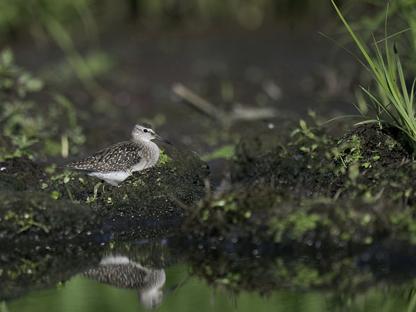 Liro, Wood Sandpiper, Tringa glareola