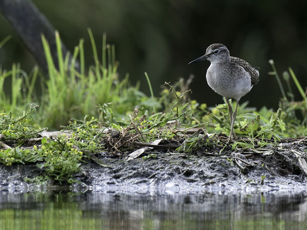 Liro, Wood Sandpiper, Tringa glareola