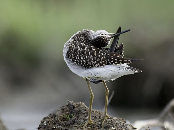 Liro, Wood Sandpiper, Tringa glareola