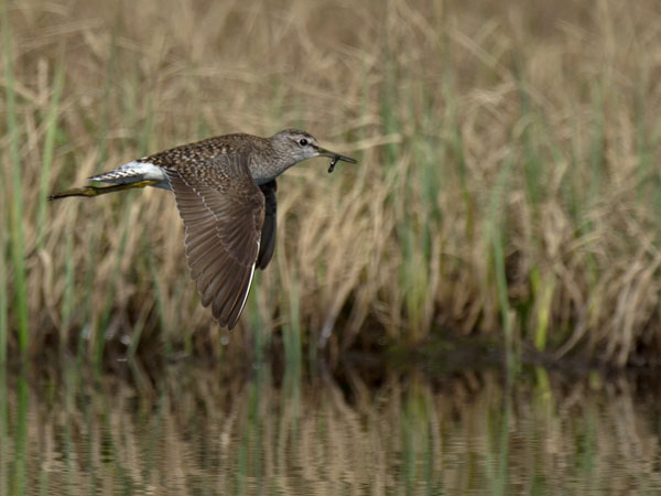 Liro, Wood Sandpiper, Tringa glareola