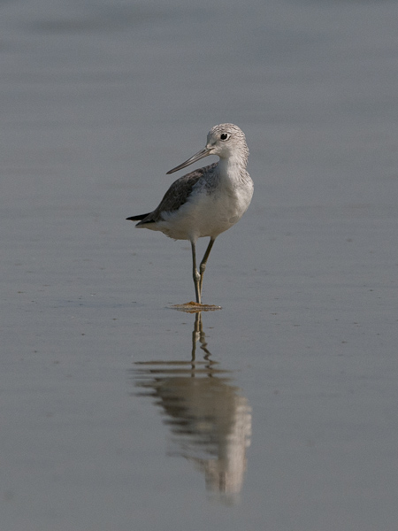 Valkoviklo, Common Greenshank, Tringa nebularia