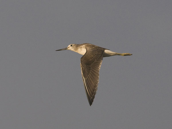 Valkoviklo, Common Greenshank, Tringa nebularia