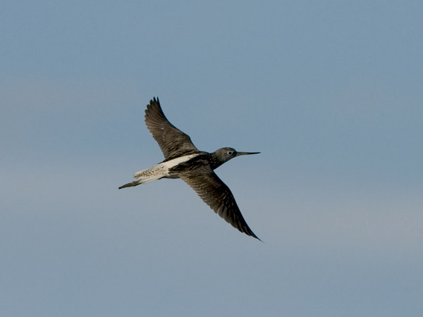 Valkoviklo, Common Greenshank, Tringa nebularia