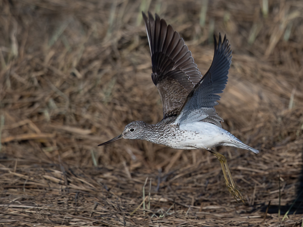 Valkoviklo, Common Greenshank, Tringa nebularia