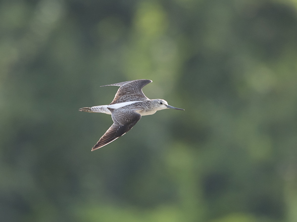 Valkoviklo, Common Greenshank, Tringa nebularia