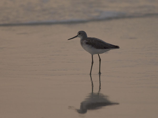 Valkoviklo, Common Greenshank, Tringa nebularia