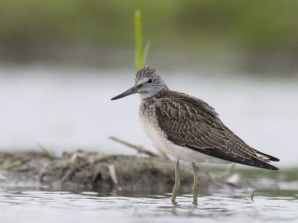 Valkoviklo, Common Greenshank, Tringa nebularia