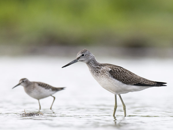 Valkoviklo, Common Greenshank, Tringa nebularia