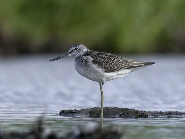 Valkoviklo, Common Greenshank, Tringa nebularia