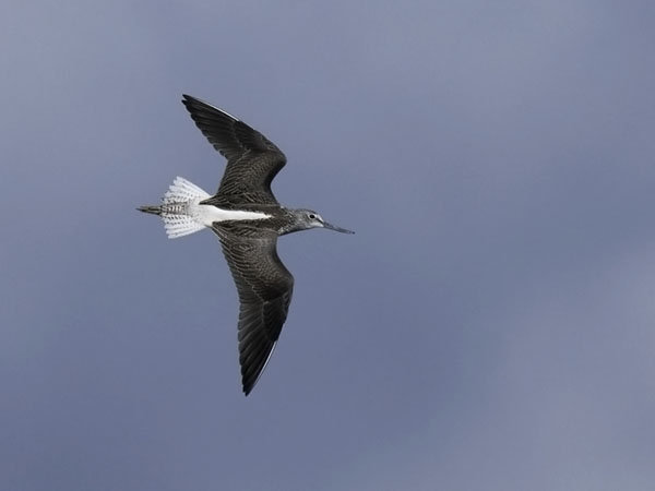 Valkoviklo, Common Greenshank, Tringa nebularia