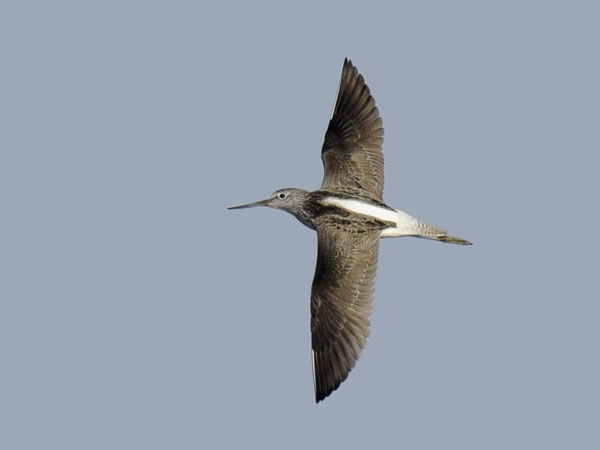 Valkoviklo, Common Greenshank, Tringa nebularia