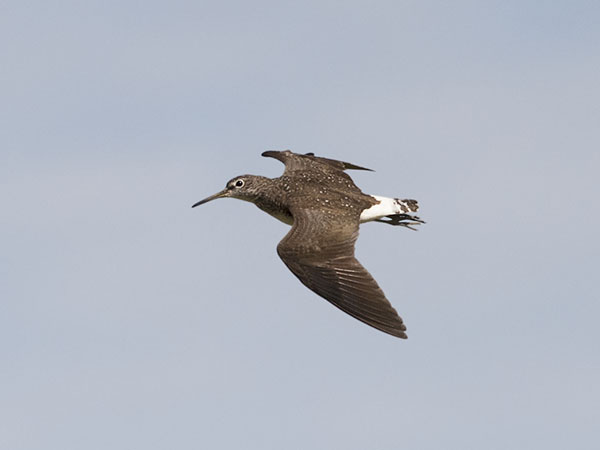 Metsäviklo, Green Sandpiper, Tringa ochropus