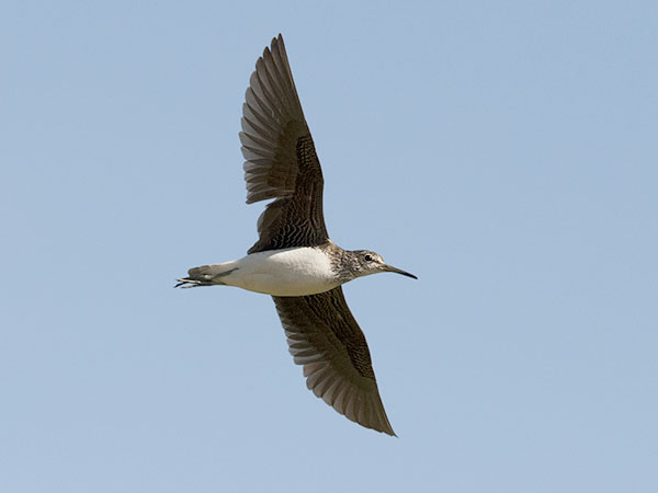 Metsäviklo, Green Sandpiper, Tringa ochropus