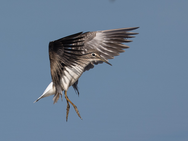 Metsäviklo, Green Sandpiper, Tringa ochropus