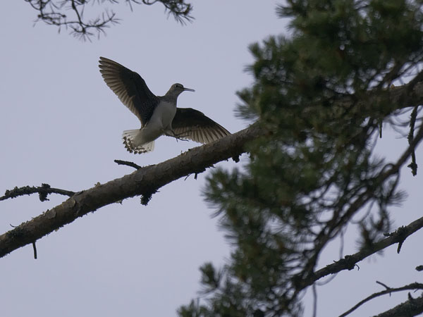 Metsäviklo, Green Sandpiper, Tringa ochropus