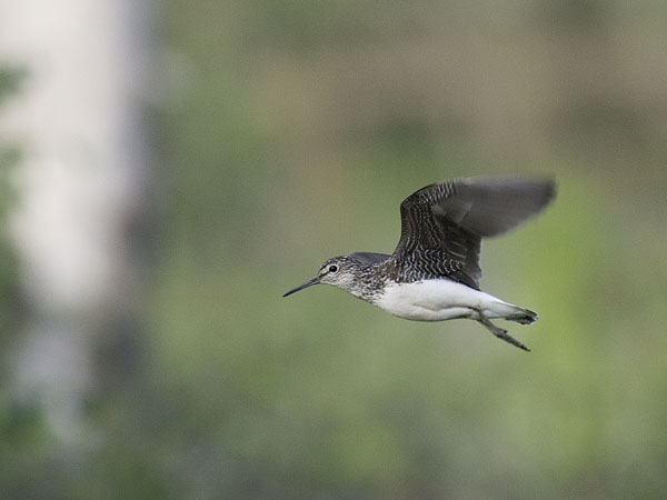 Metsäviklo, Green Sandpiper, Tringa ochropus