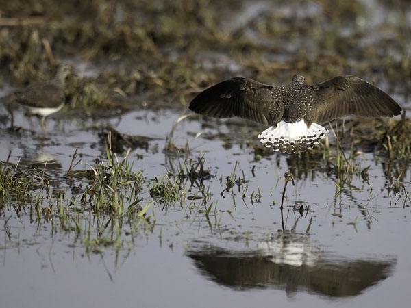 Metsäviklo, Green Sandpiper, Tringa ochropus