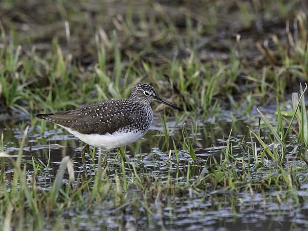 Metsäviklo, Green Sandpiper, Tringa ochropus