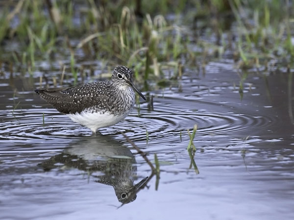 Metsäviklo, Green Sandpiper, Tringa ochropus