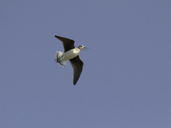 Metsäviklo, Green Sandpiper, Tringa ochropus
