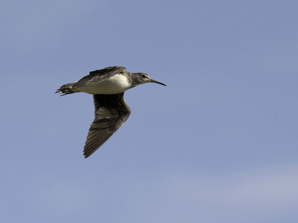 Metsäviklo, Green Sandpiper, Tringa ochropus