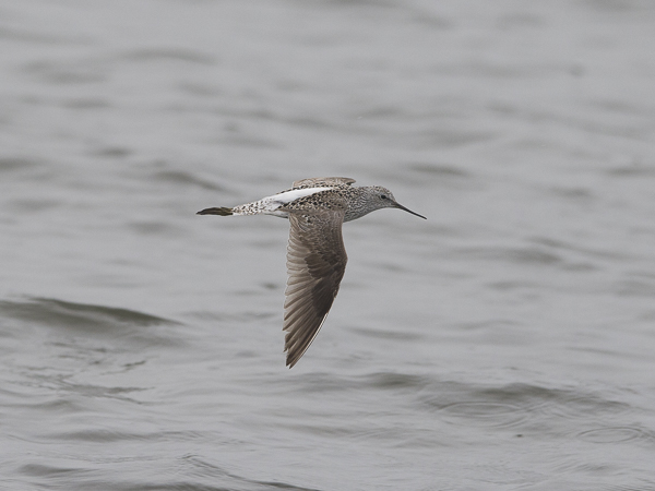 Lampiviklo, Marsh Sandpiper, Tringa stagnatilis